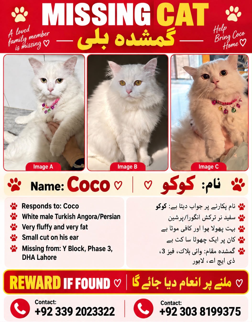 Photo of Cat