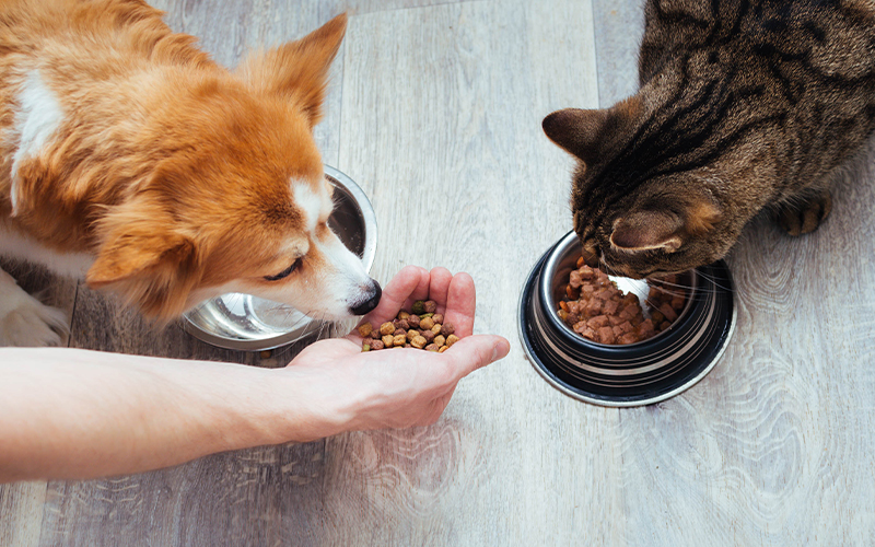 Pet Nutrition & Diet Consultation