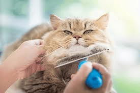 Cat Grooming & Bathing