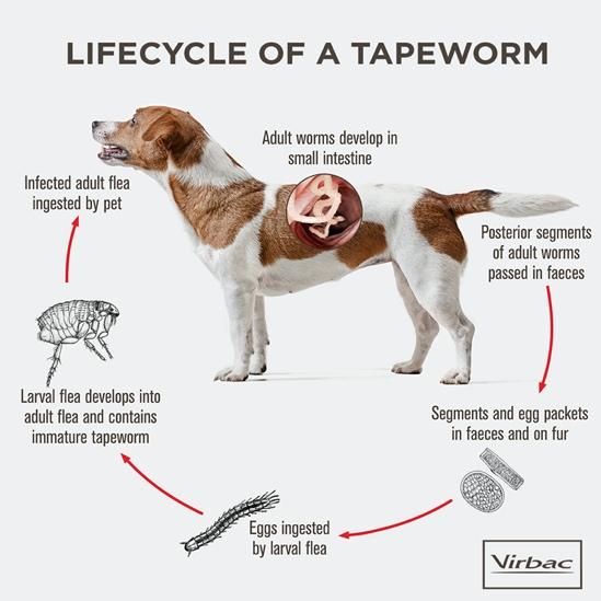 Pet Deworming & Parasite Control