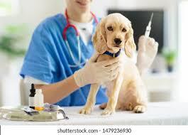 Dog Vaccination & Health Checkup