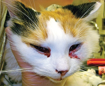 Feline Upper Respiratory Tract Infections: Causes, Care, and Prevention