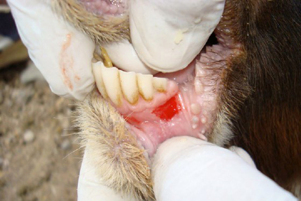 Foot and Mouth Disease: A Critical Threat to Livestock Health